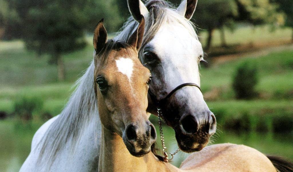 Конь и Лошадь