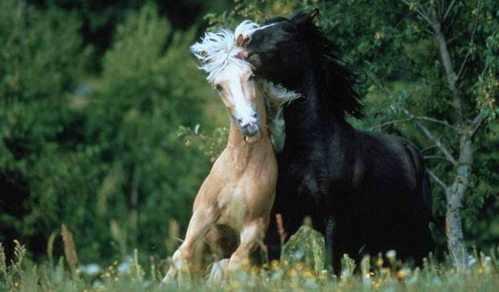 Лошади семейство