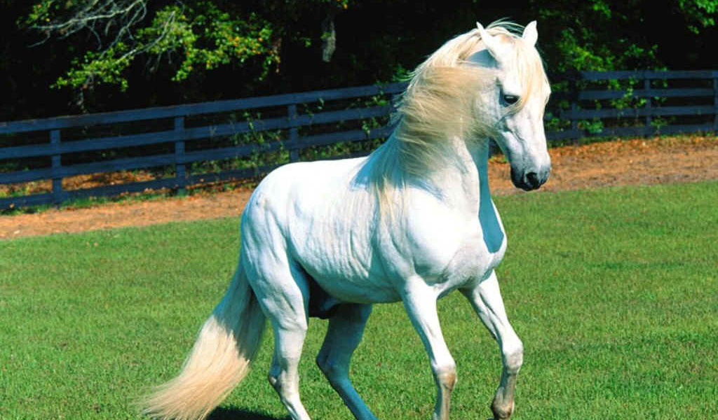 Лучший конь