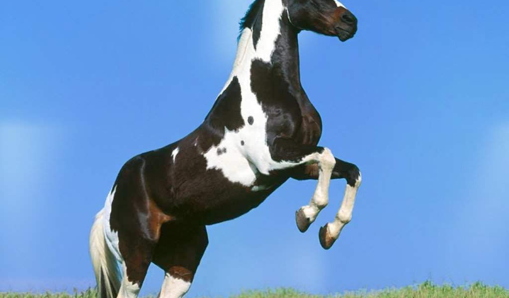 Белая лошадь