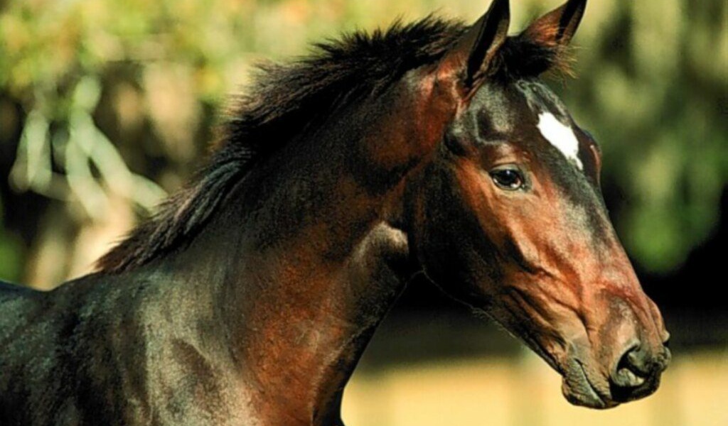 Лошадка с детенышем