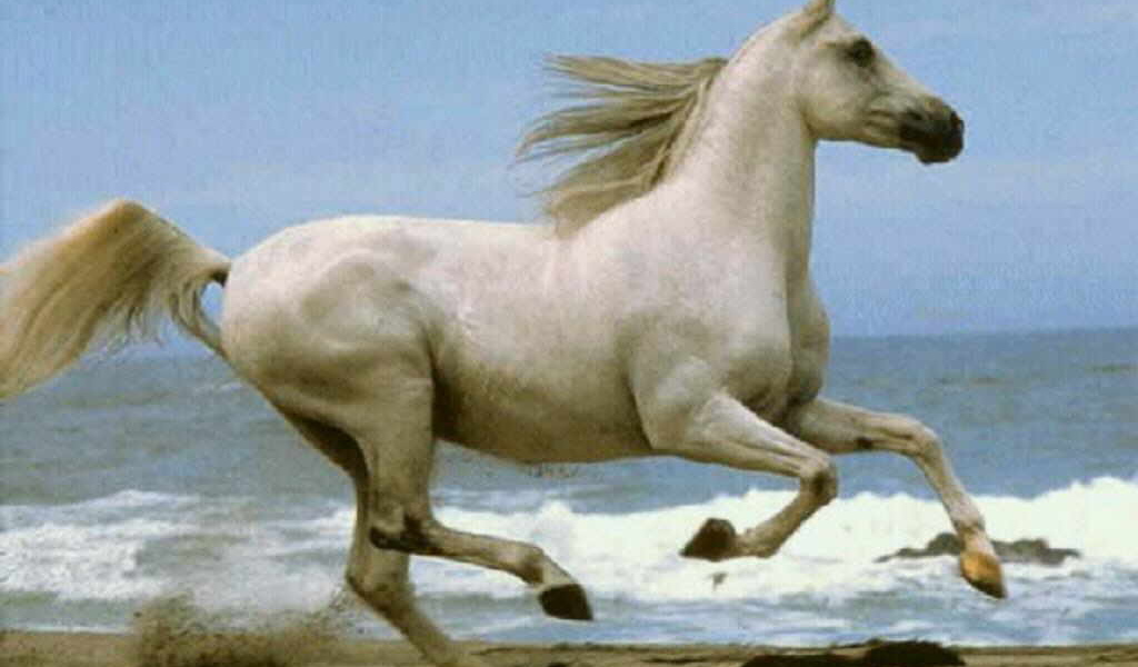 Лошадь в поле