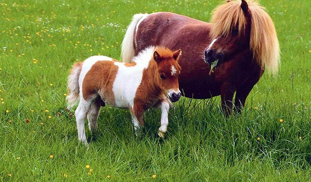 Лошадки Пони