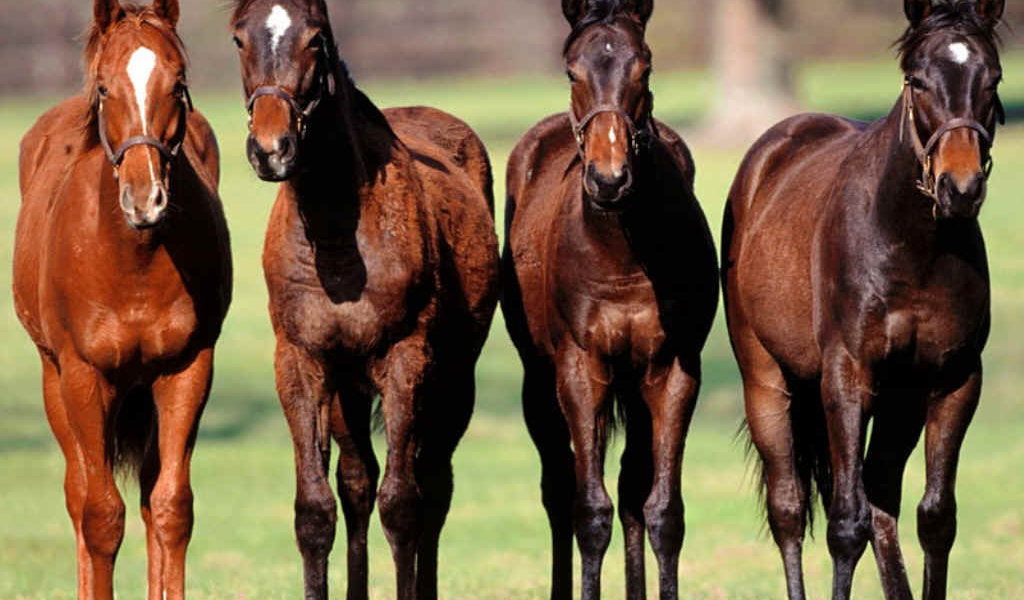 Беговые лошади