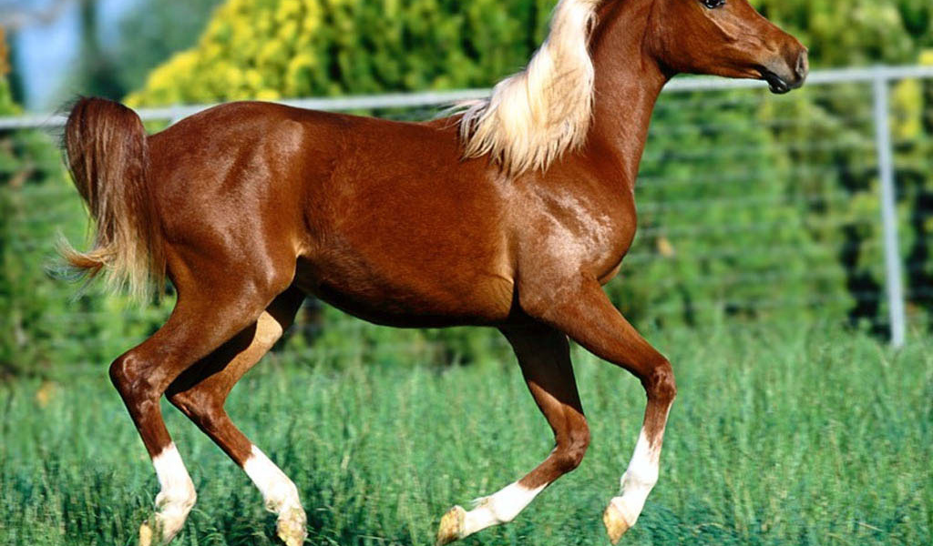 Конь красавиц