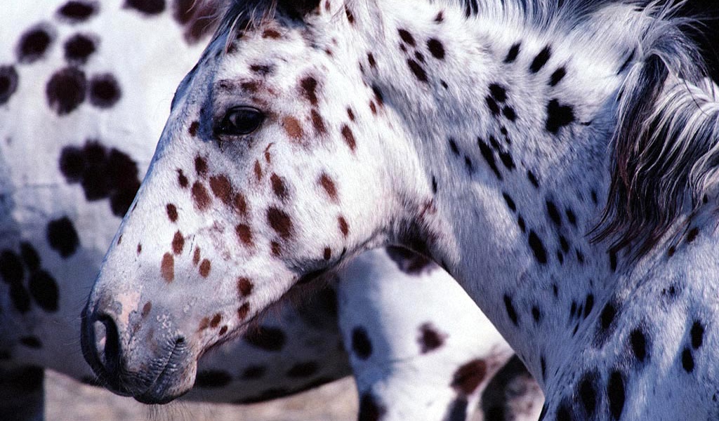 Пятнистые лошади