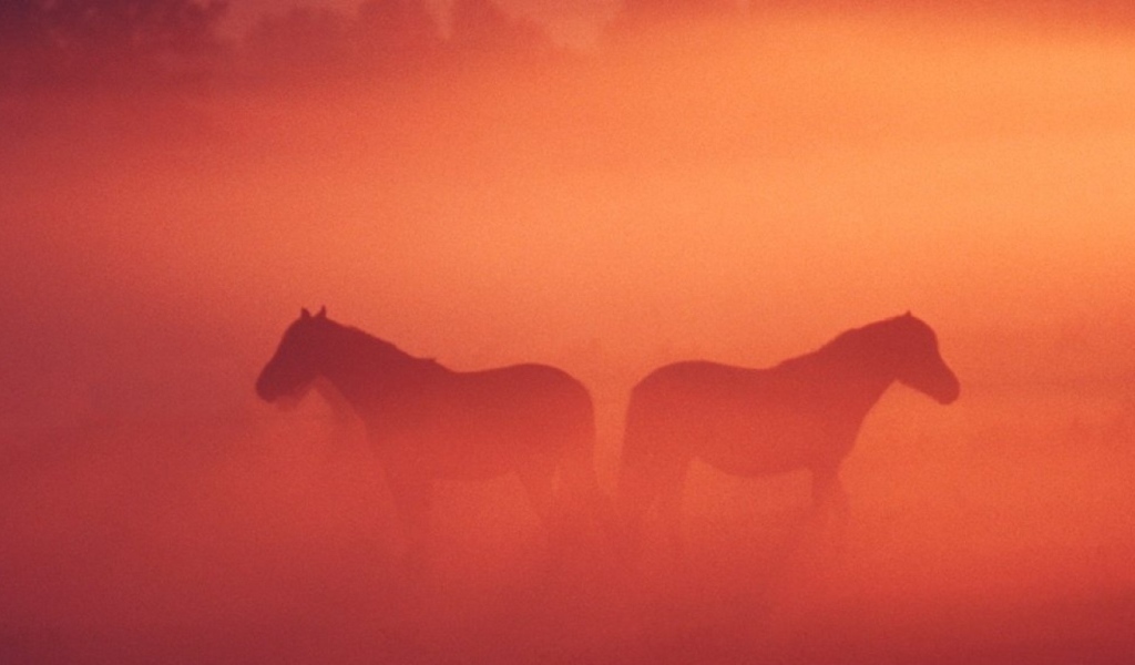 Лошадь жеребенок