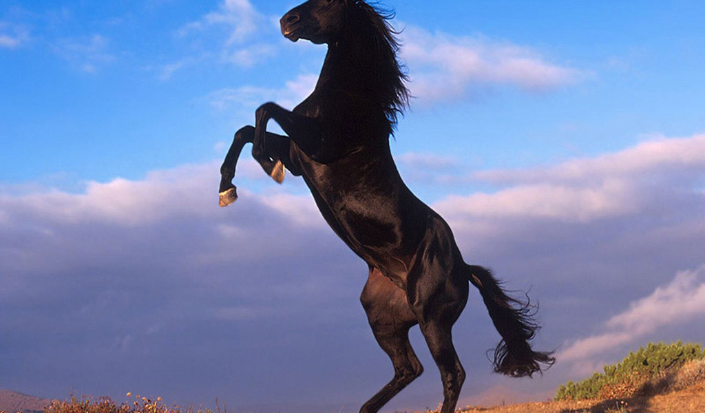 Черный конь