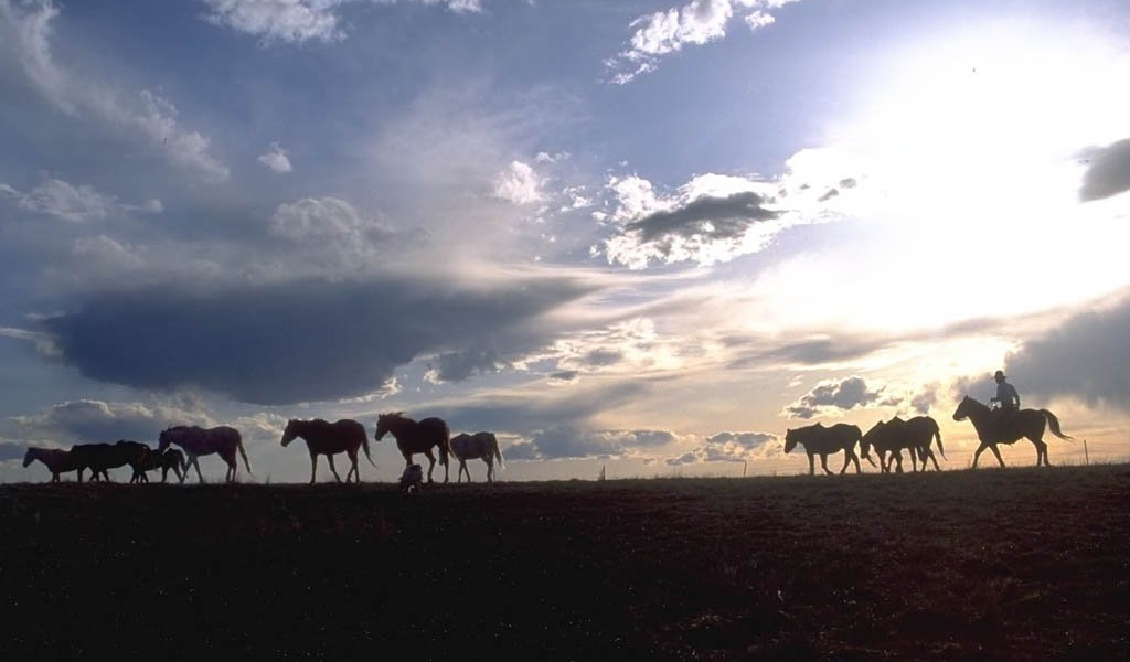 Лошади на природе