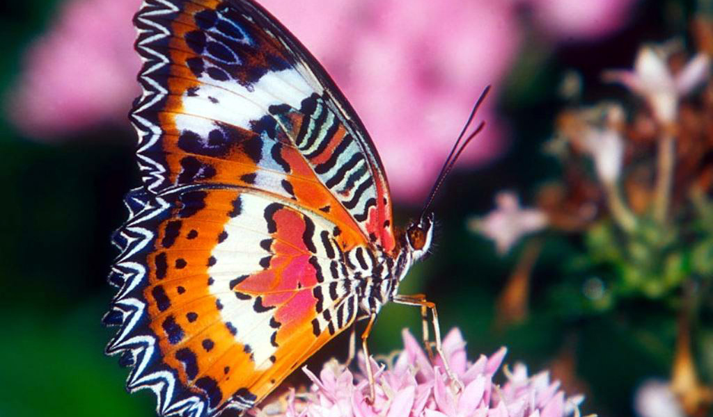 Красивая бабочка