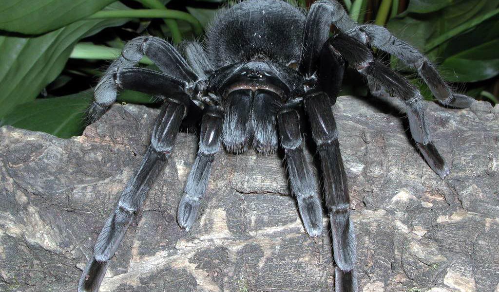 Черный паук