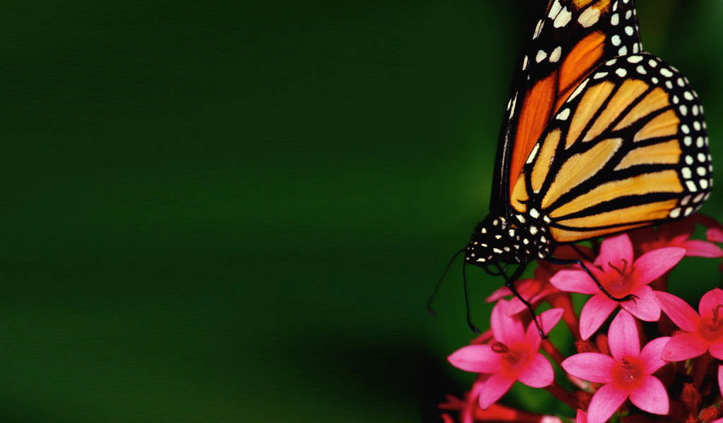 Бабочка на цветке