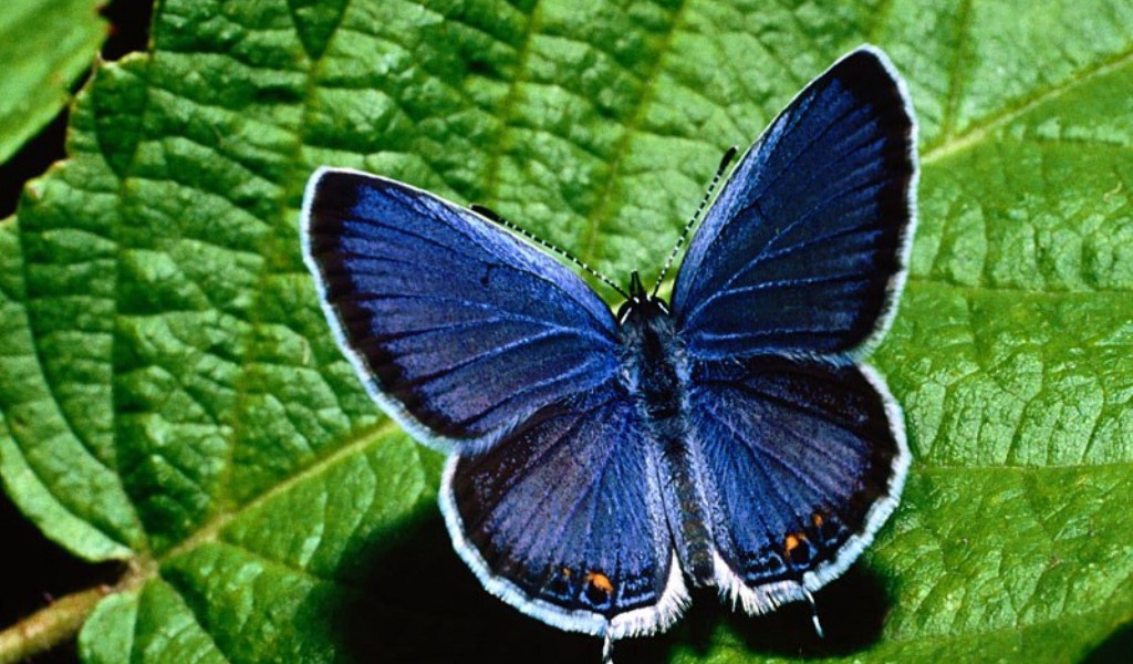 Синяя бабочка