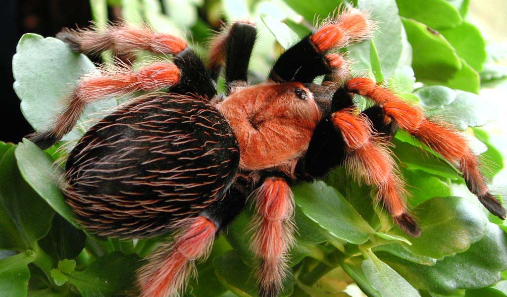 Ядовитый паук