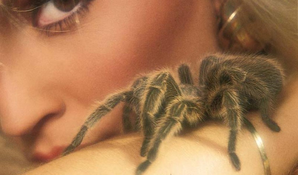 Паук на теле