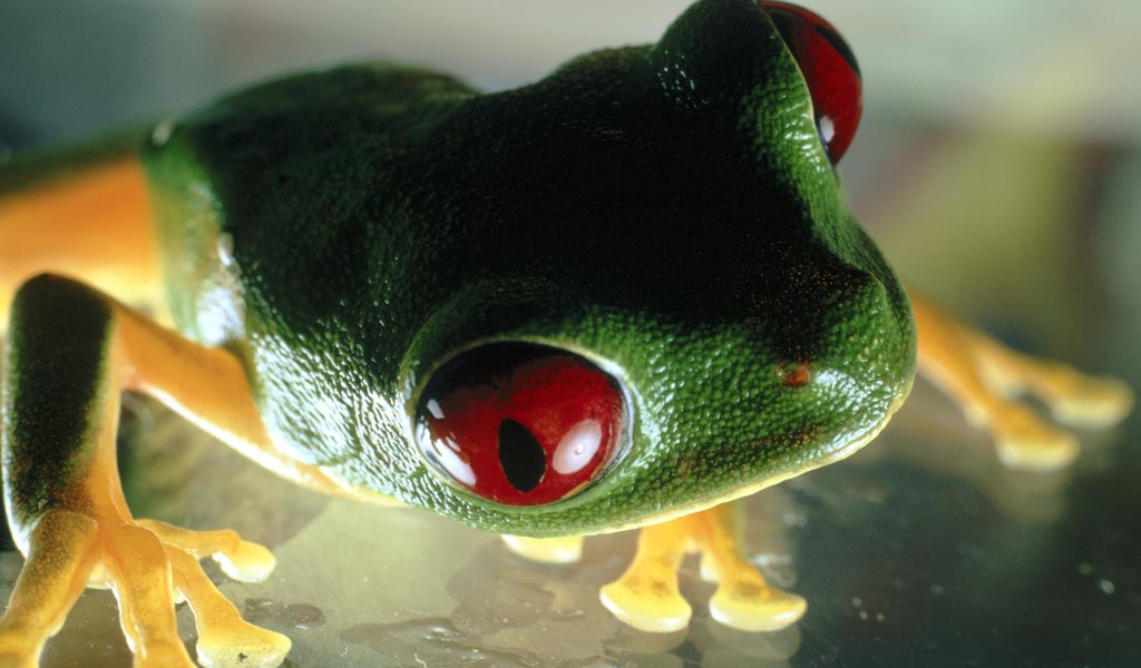 Лягушка Самая ядовитая лягушка