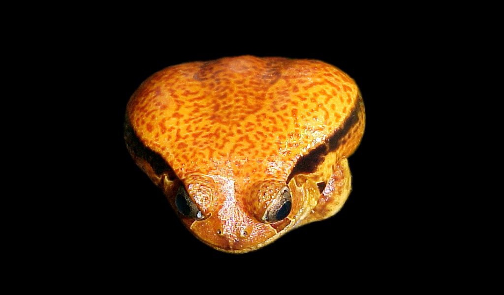 Ядовитая лягушка