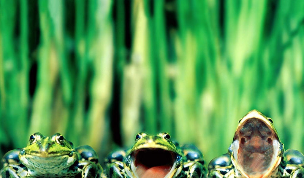 Три лягушки