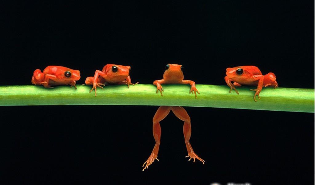 Лесные лягушки