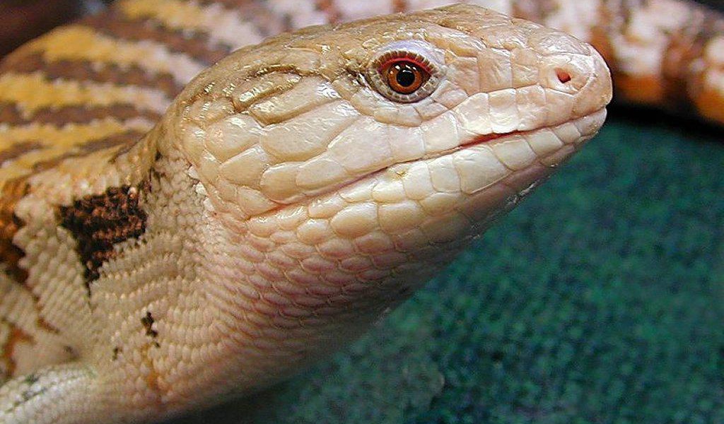 Ядовитая змея