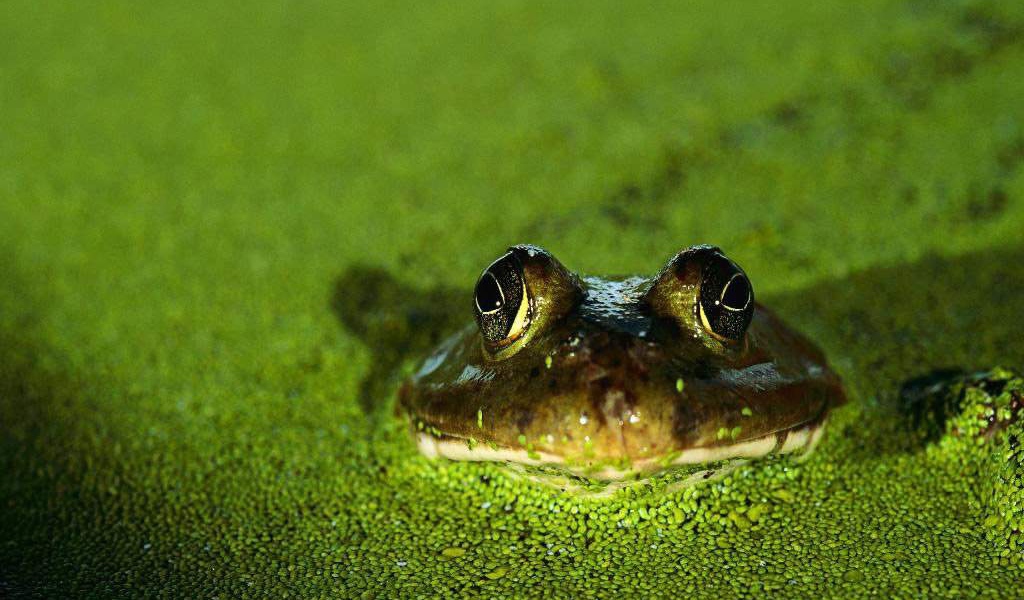 Лягушка