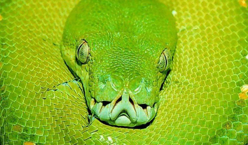 Зелёная змея