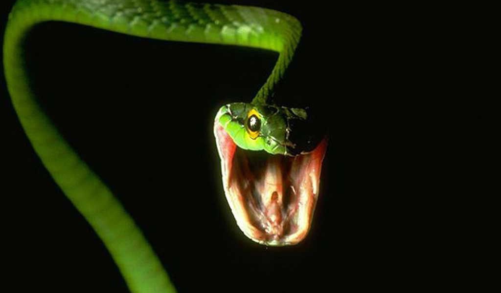 Древесная змея