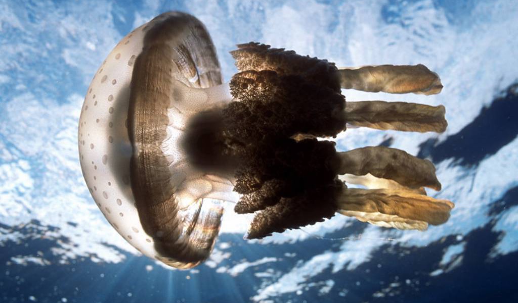 Огромная медуза