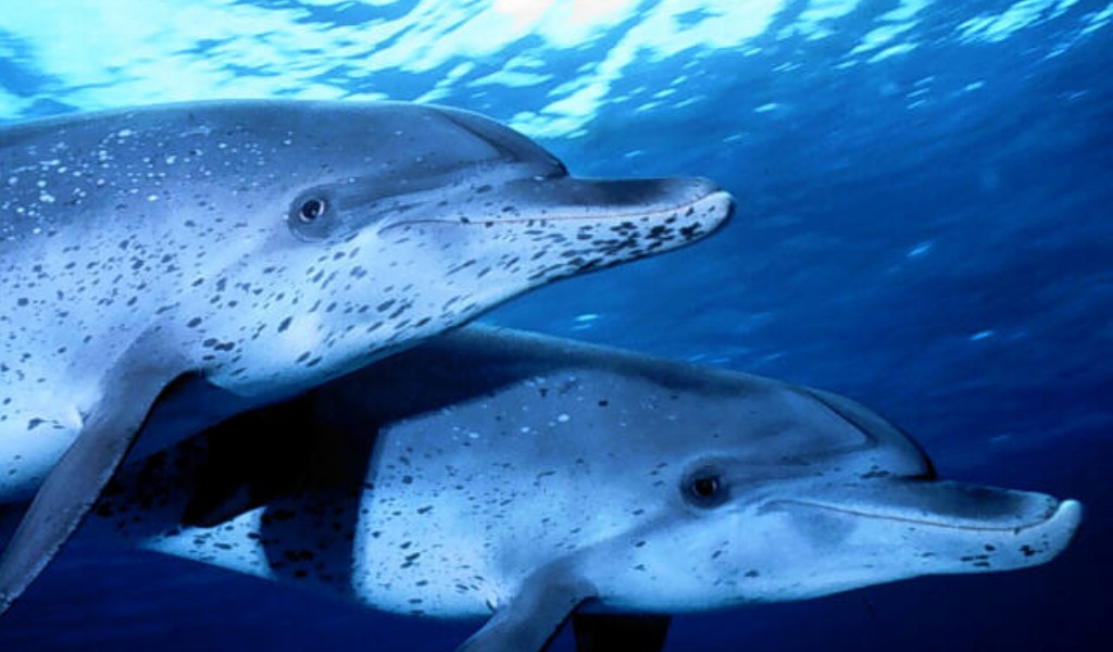 Два дельфина