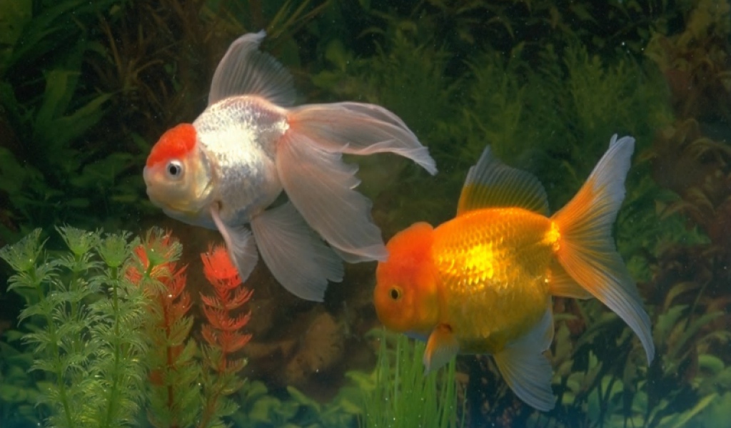 Золотые рыбки
