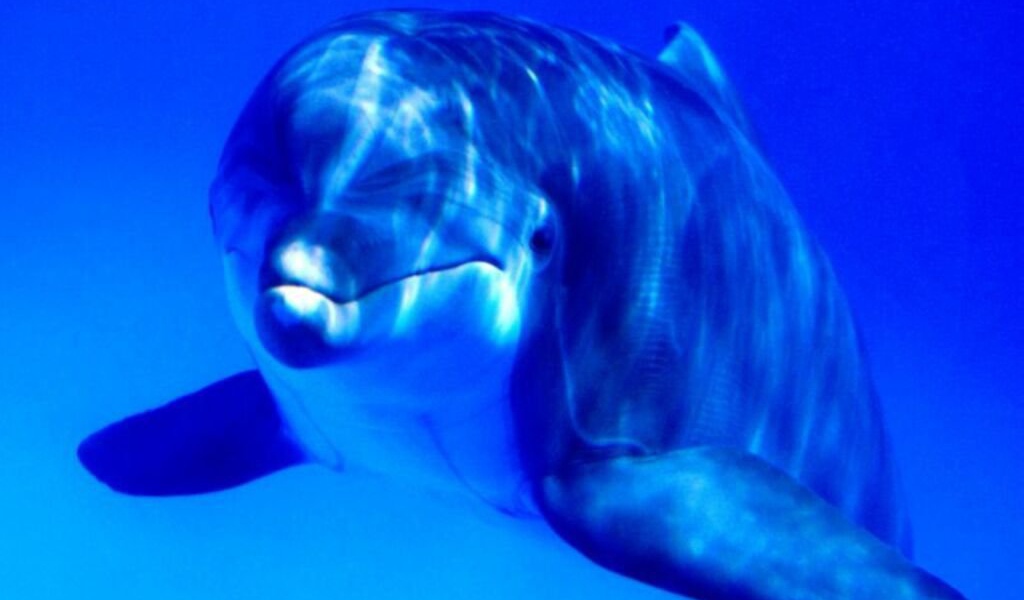 Дельфин млекопитающие