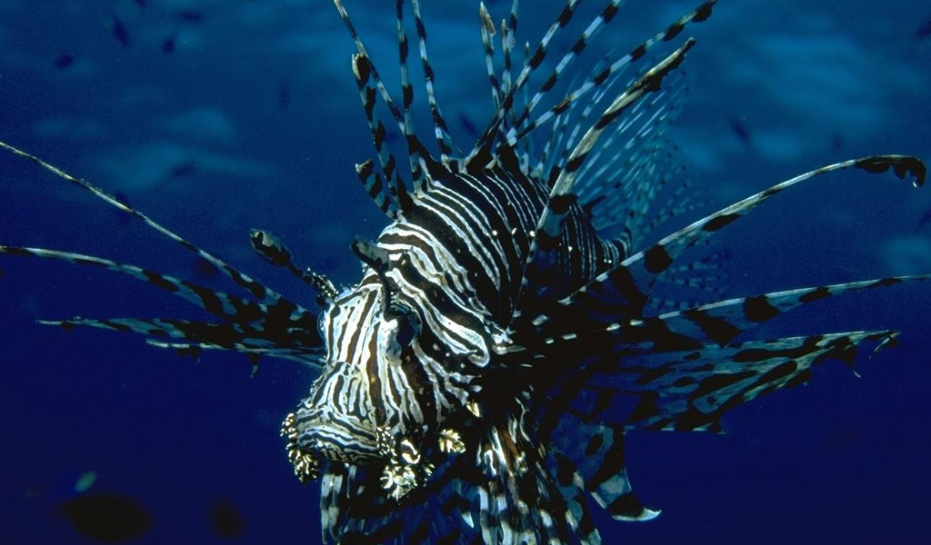 Полосатая рыба