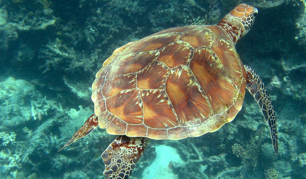 Морская черепаха