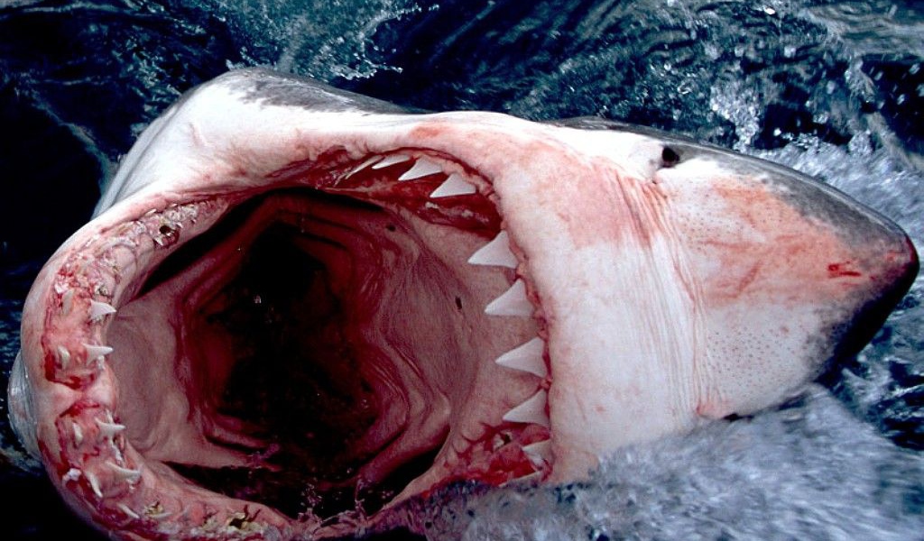 Пасть акулы