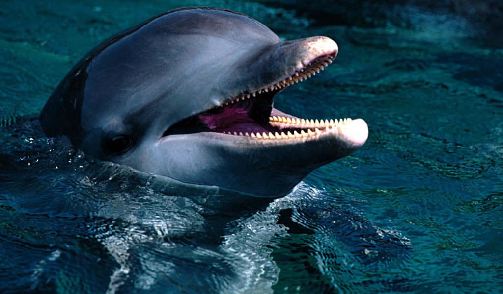 Маленький дельфин