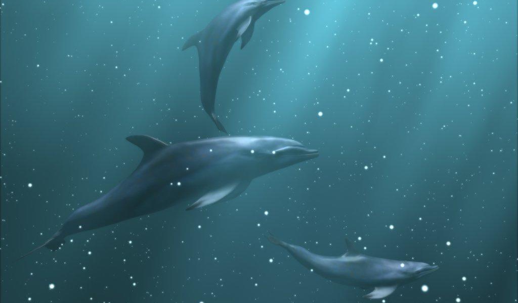Дельфины под водой