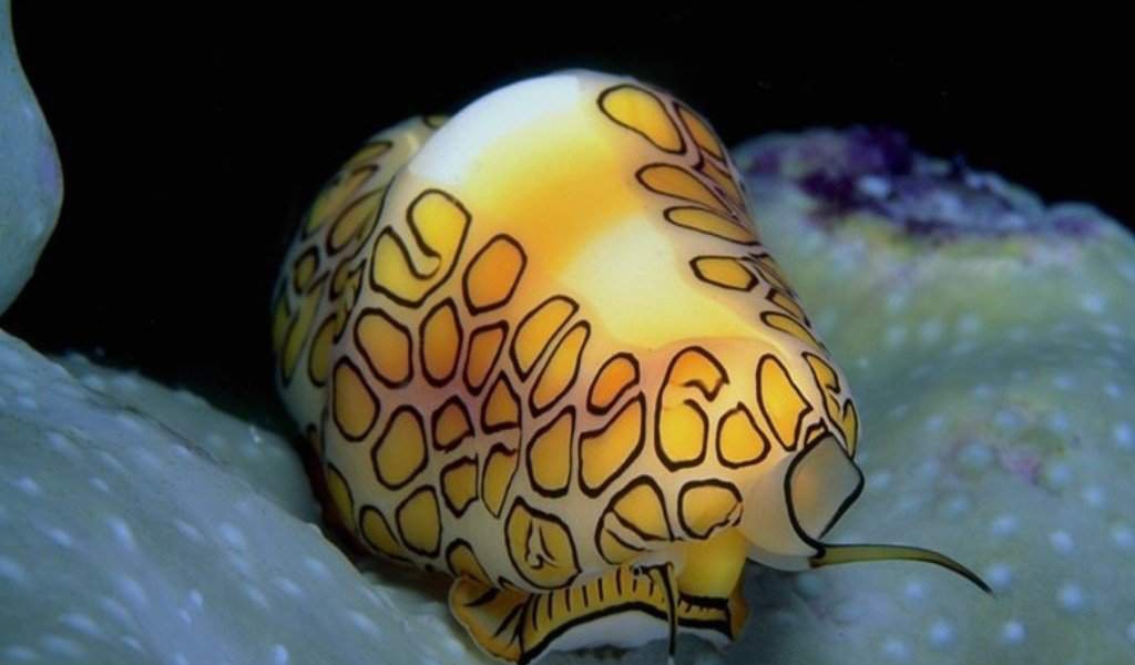 Медуза ярких цветов