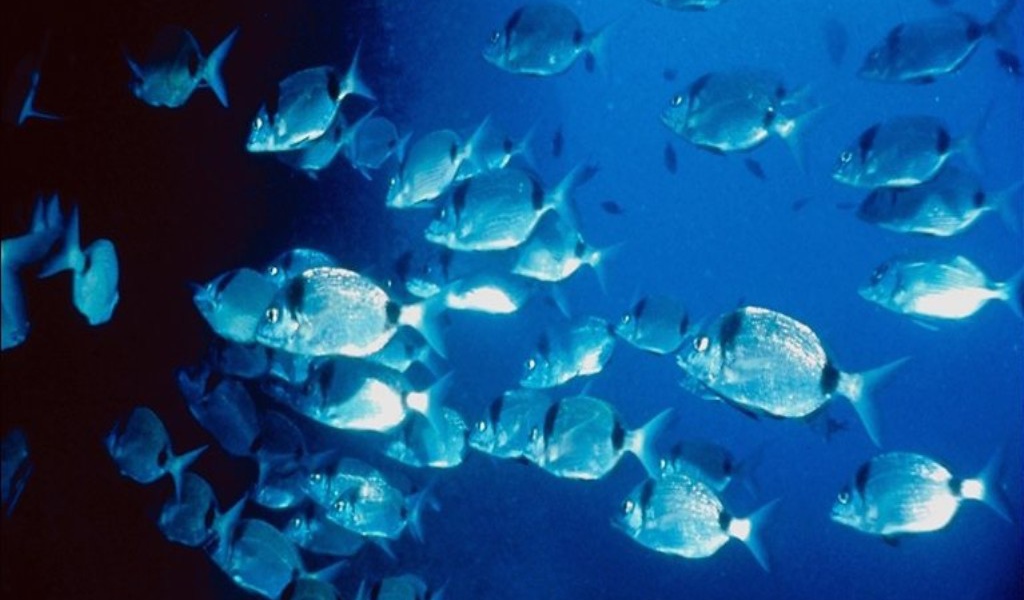 Морские жители