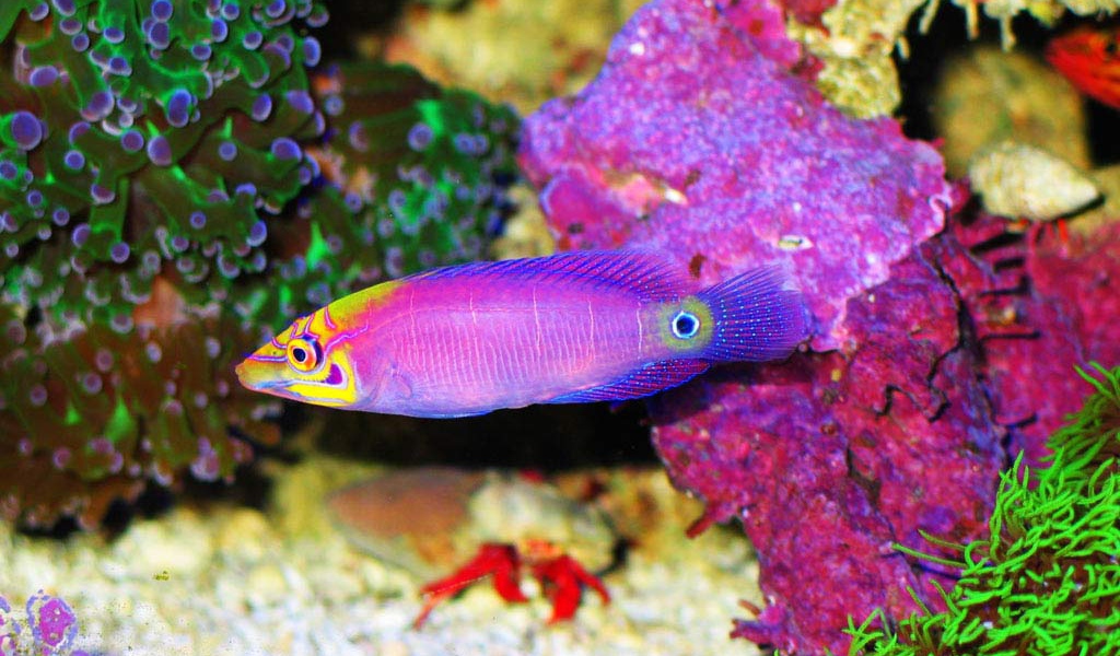 Караловые рыбки