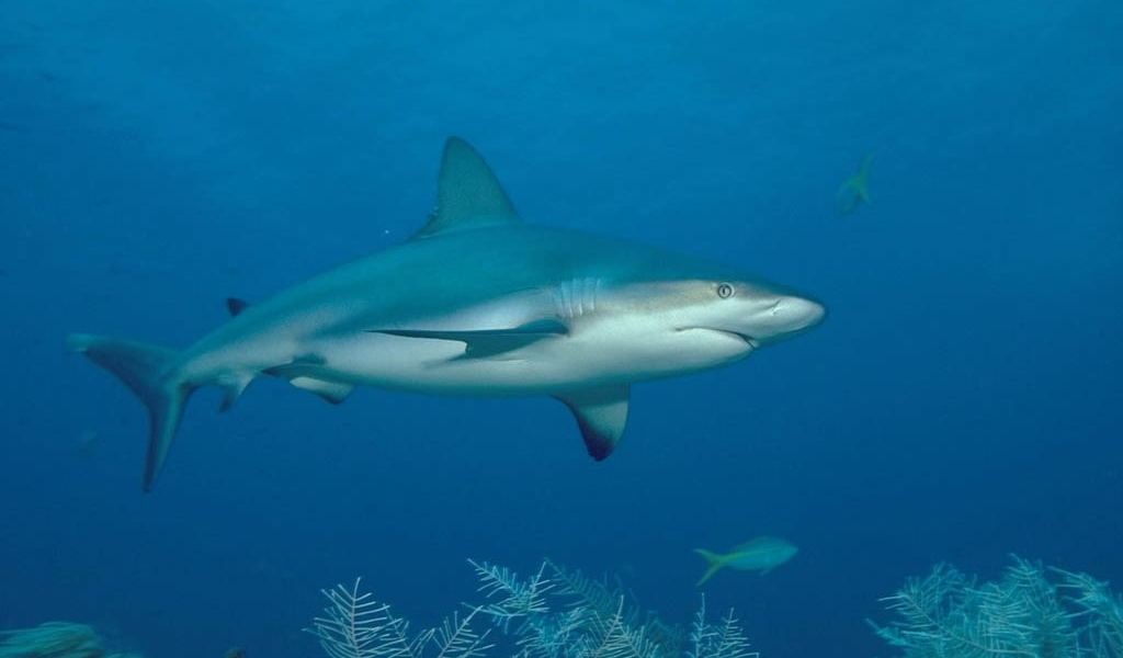 Акула хищная рыба