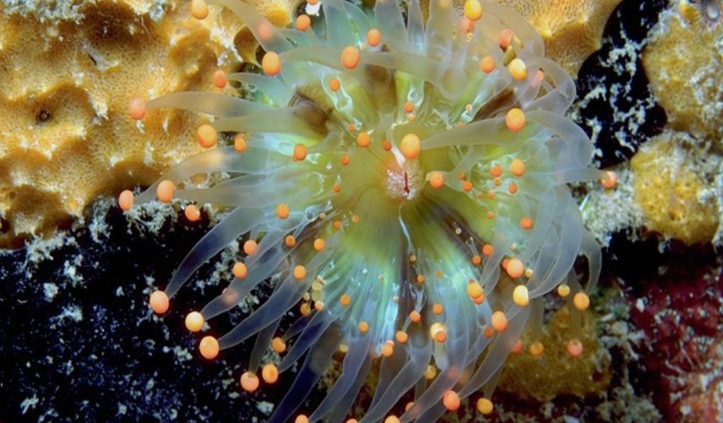 Морское животное