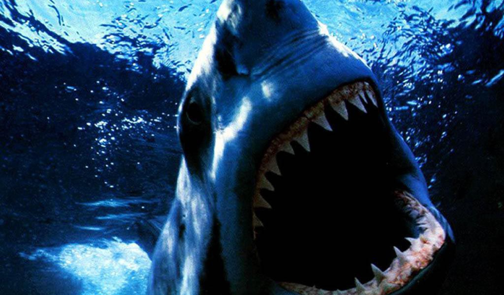 Пасть акулы