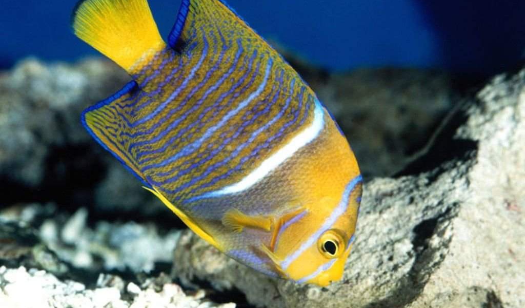 Рыба в полоску