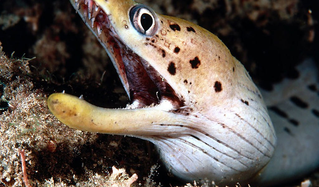 Морской змей