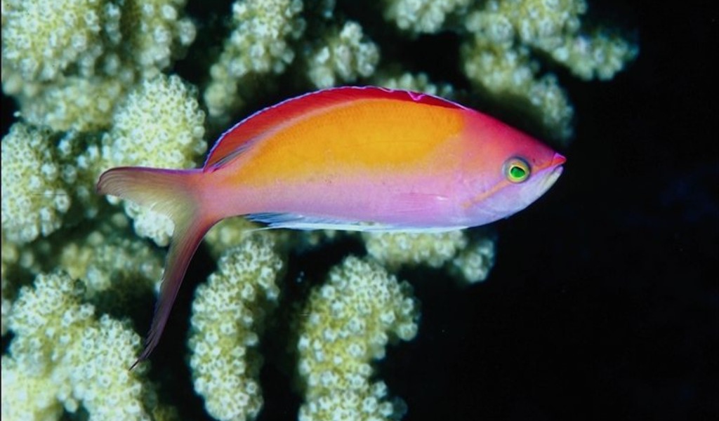 Жители моря