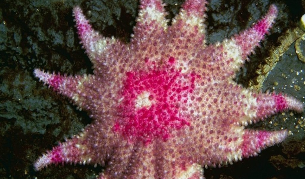 Морская звезда