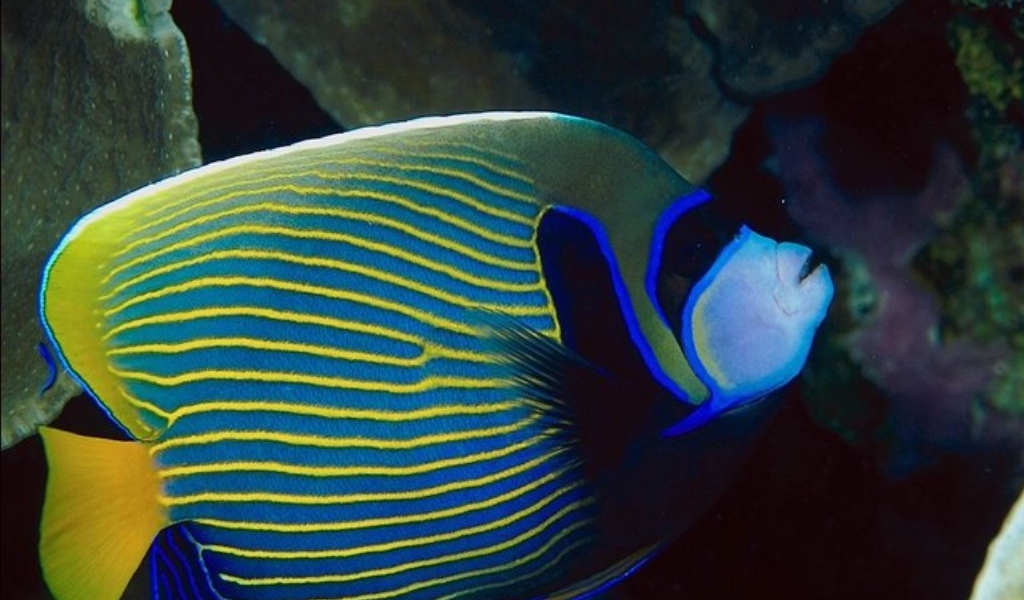 Рыба попугай