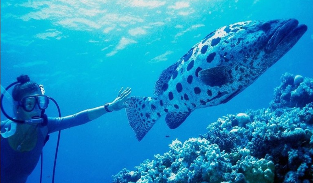 Большая морская рыба