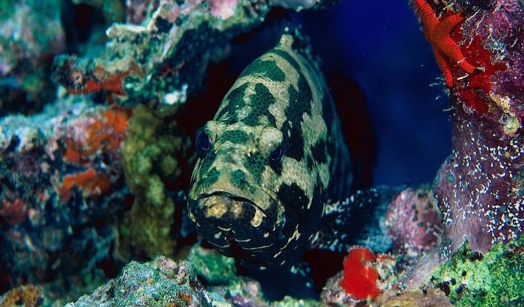 Глубинная рыба