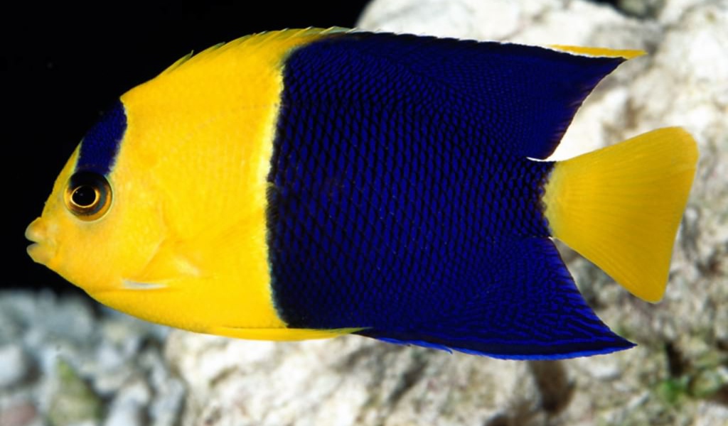 Жёлтая рыбка